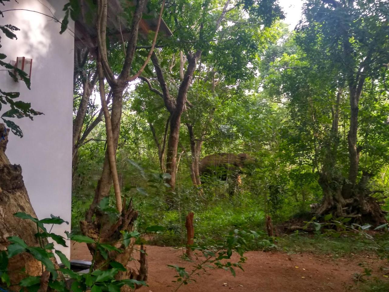 Bed and Breakfast Grand Freedom Sigiriya Esterno foto